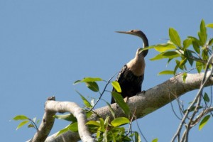 Birding-Belize-aguacate